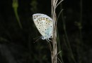 Polyommatus escheri ©  S. Beshkov